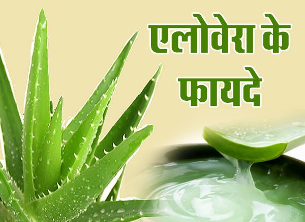 Aloe Vera: कई फायदों से भरा है एलोवेरा, ज्यादा सेवन करने से होते हैं गभीर नुकसान! लो हो सकता है ब्लड प्रेशर!