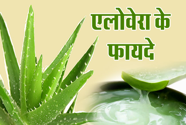 Aloe Vera: कई फायदों से भरा है एलोवेरा, ज्यादा सेवन करने से होते हैं गभीर नुकसान! लो हो सकता है ब्लड प्रेशर!