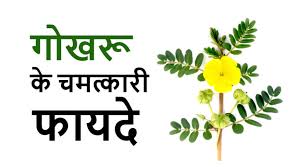 बढ़ती उम्र रोकने से लेकर शारीरिक कमोरी दूर करता है Gokhru, ऐसे लेंगे तो होगा फायदा