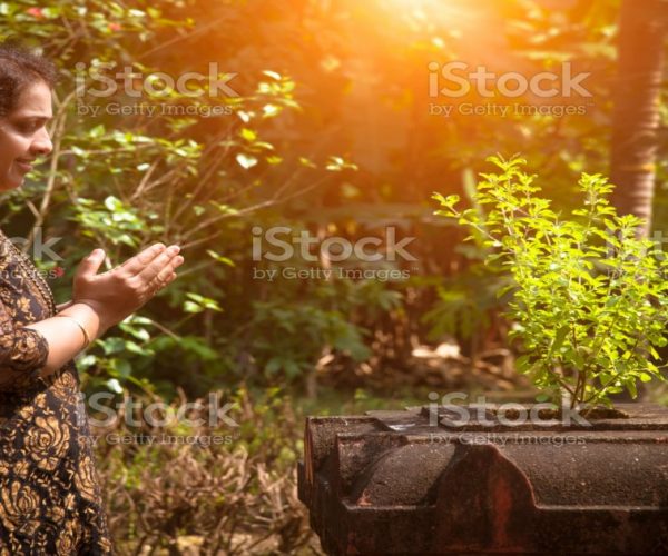 कल शाम को करे तुलसी पूजा कार्तिक मास में तुलसी शालिग्राम का विवाह करने से घर मे सुख शांति आती है और धन की नहीं होती है कम