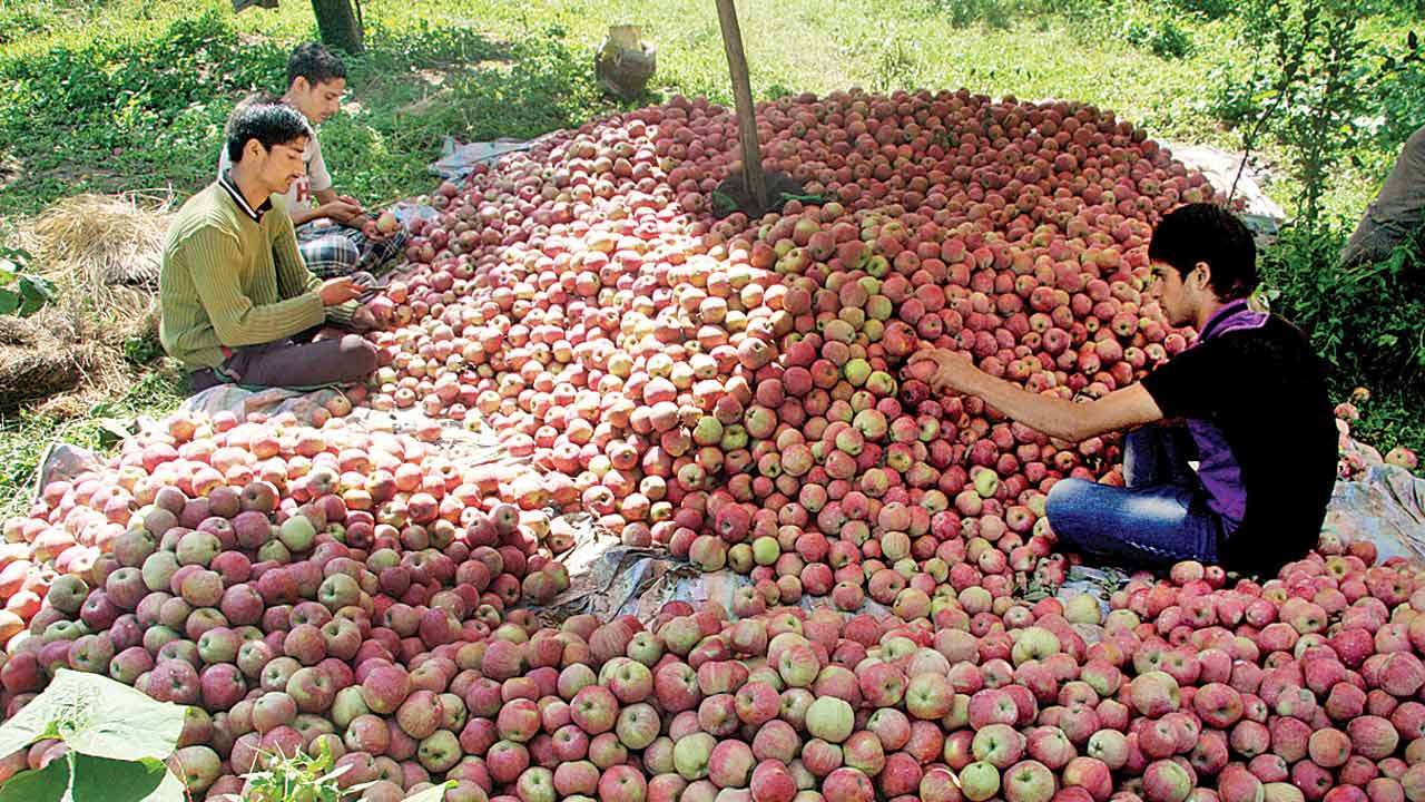 कश्मरी  सेब  खाने के फायदे जानकर आप हैरान हो जाओगे